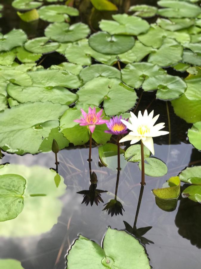 Royal Thai Villa Phuket - Sha Extra Plus Rawai エクステリア 写真